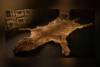 Bangkai Harimau Tasmania Ditemukan di dalam Lemari Museum