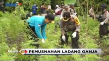 Petugas Gabungan Musnahkan 5 Hektare Ladang Ganja Siap Panen