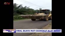 Bangkai Buaya Seberat 500 Kg Ditemukan Di Bangka Belitung