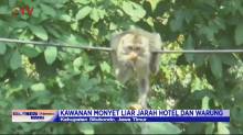 Kawanan Monyet Liar Turun Gunung, Jarah Sejumlah Hotel dan Warung di Situbondo