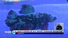 Sejumlah Pehobi Ikan Cupang Ikuti Kontes Black Series di TMII