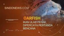 Oarfish, ikan Ular Perak, Dipercaya Pertanda Bencana