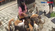 Seorang Warga Bogor Rawat Ratusan Kucing Liar di Masa Pandemi