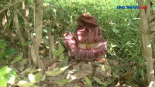 Hebohkan Warga, Bunga Bangkai Tumbuh di Pantura Subang