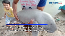 Nelayan Bangka Belitung Selamatkan Bayi Duyung yang Terdampar