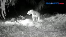 Rekaman Video Harimau Sumatera Terkam Lima Sapi Milik Warga