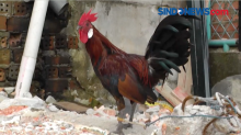 Keunikan Ayam Brugo Khas Sumatera, Jadi Buruan Penghobi Ayam Hias