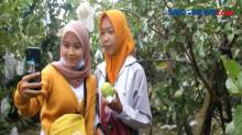 Asyiknya Berwisata Petik Jambu di Boyolali, Jawa Tengah