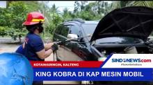King Kobra di Kap Mesin Mobil