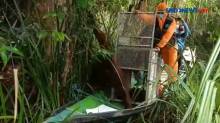 Induk Orangutan dan Bayinya yang Nyasar ke Kebun Karet Berhasil Dilepasliarkan