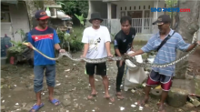 Ular Sanca 4 Meter Ditangkap Warga saat Akan Memangsa Ternak