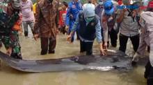 49 Ikan Paus Terdampar di Bangkalan, 3 Berhasil Diselamatkan