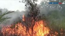 60 Hektare Lahan Gambut Milik Petani Terbakar