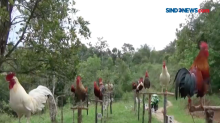 Ayam Kokok Balenggek atau AKB Yang Merdu Suara