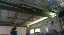 Evakusi Ular Piton Sepanjang 3 Meter di Atap Rumah