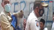 Video Viral Monyet Peliharaan Lepas dan Serang Bocah di Palmerah