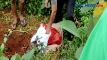 Polisi Bongkar Kuburan Babi Ngepet