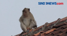 Monyet Liar Menebar Teror di SD Negeri Cikareo