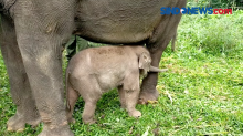 Anak Gajah dan Elang Jawa Lahir di Taman Safari Cisarua, Bogor
