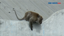 Monyet Peliharaan Warga Lepas, Serang 6 Orang