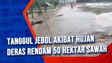 banjir bandangTanggul Jebol Akibat Hujan Deras Rendam 50 Hektar Sawah