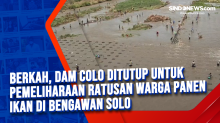 Berkah, Dam Colo Ditutup untuk Pemeliharaan, Ratusan Warga Panen Ikan di Bengawan Solo