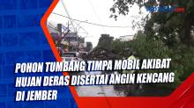 Pohon Tumbang Timpa Mobil Akibat Hujan Deras Disertai Angin Kencang di Jember