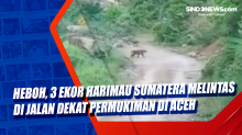 Heboh, 3 Ekor Harimau Sumatera Melintas di Jalan Dekat Permukiman di Aceh