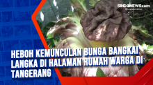 Heboh Kemunculan Bunga Bangkai Langka di Halaman Rumah Warga di Tangerang