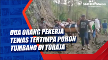 Dua Orang Pekerja Tewas Tertimpa Pohon Tumbang di Toraja