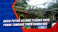 Angin Puting Beliung Terjang Ubud, Pohon Tumbang Timpa Rumah Kos