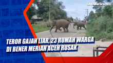 Teror Gajah Liar, 23 Rumah Warga di Bener Meriah Aceh Rusak