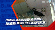Petugas Damkar Palangkaraya Evakuasi Anjing Terjebak di Toilet