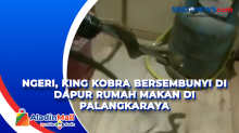 Ngeri, King Kobra Bersembunyi di Dapur Rumah Makan di Palangkaraya