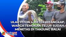 Ular Piton 4 Meter Ditangkap, Warga Temukan Telur Sudah Menetas di Tanjung Balai