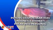 Potensi Ekspor, Ikan Hias Indonesia Diminati Pasar Internasional