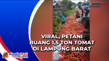 Viral, Petani Buang 1,5 Ton Tomat di Lampung Barat