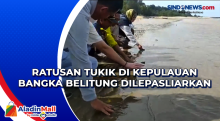 Ratusan Tukik di Kepulauan Bangka Belitung Dilepasliarkan