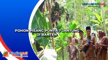 Pohon Pisang Punya 7 Jantung di Banten