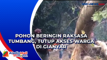 Pohon Beringin Raksasa Tumbang, Tutup Akses Warga di Gianyar