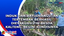 Induk dan Bayi Orangutan Tertembak Berhasil Dievakuasi Tim BKSDA Kalteng, Begini Kondisinya