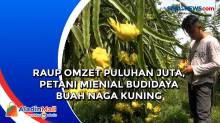 Raup Omzet Puluhan Juta, Petani Mienial Budidaya Buah Naga Kuning