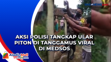 Aksi Polisi Tangkap Ular Piton di Tanggamus Viral di Medsos