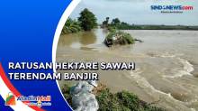 Ratusan Hektare Sawah Terendam Banjir Akibat Tanggul Sungai Jebol