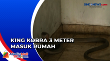 King Kobra 3 Meter Masuk Rumah di Palangka Raya, Menyerang saat Dievakuasi