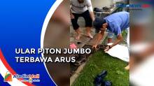 Ngeri, Ular Piton Jumbo dan Kura-kura yang Terbawa Arus Banjir di Aceh Tamiang