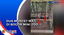 Viral! Dua Monyet Mati di Bogor Mini Zoo, Bima Arya Minta Pengelola Serius
