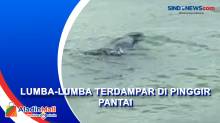 Lumba-Lumba Terdampar di Perairan Tanjung Panto Diduga Alami Kesalahan Navigasi