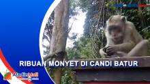 Unik! Wisata Candi Batur di Pemalang Dihuni Ribuan Monyet yang Bersahabat dengan Manusia