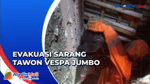 Damkar Evakuasi Sarang Tawon Vespa Jumbo di Tangerang